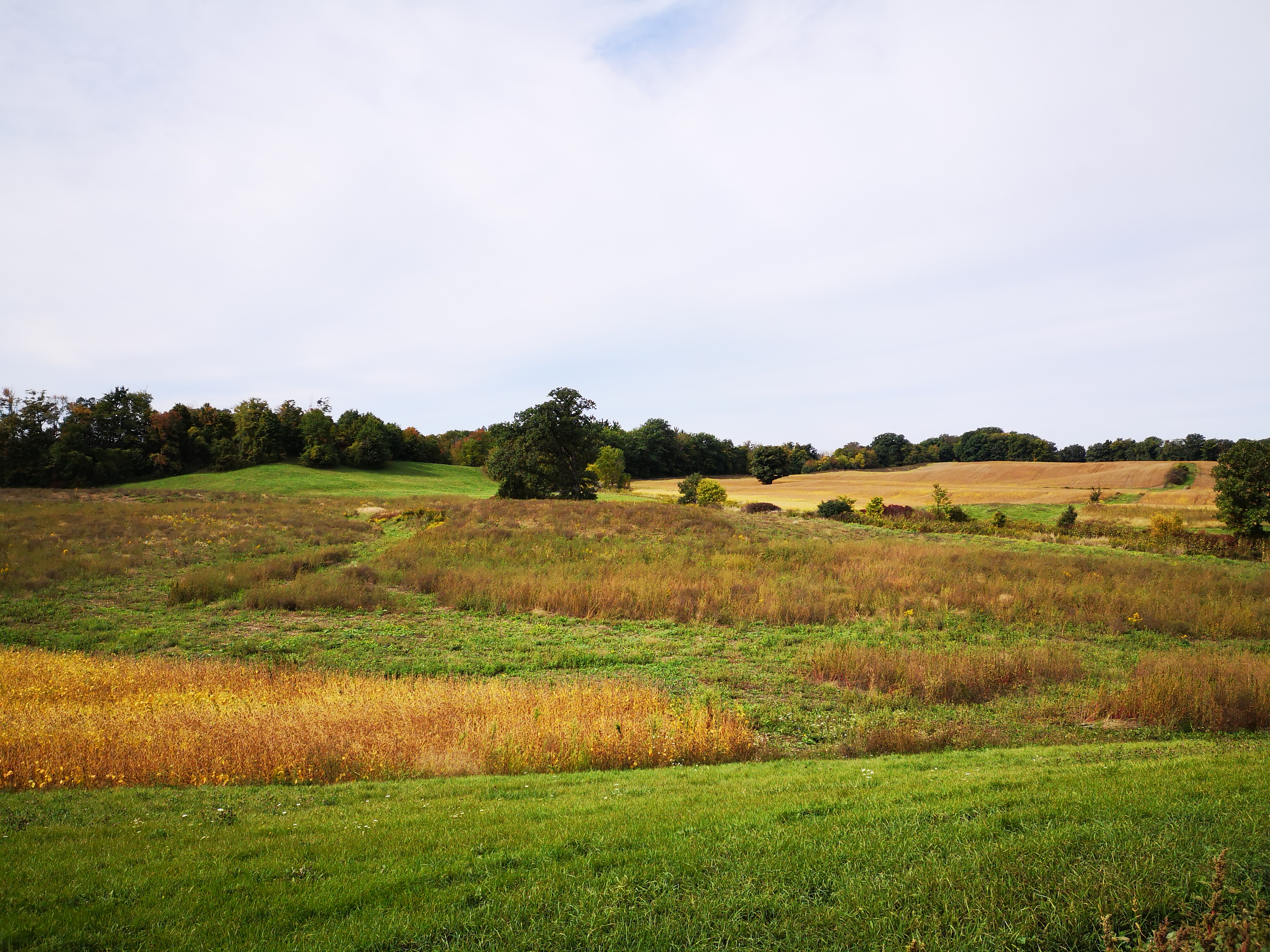 A landscape view of a farmer's field, Ontario