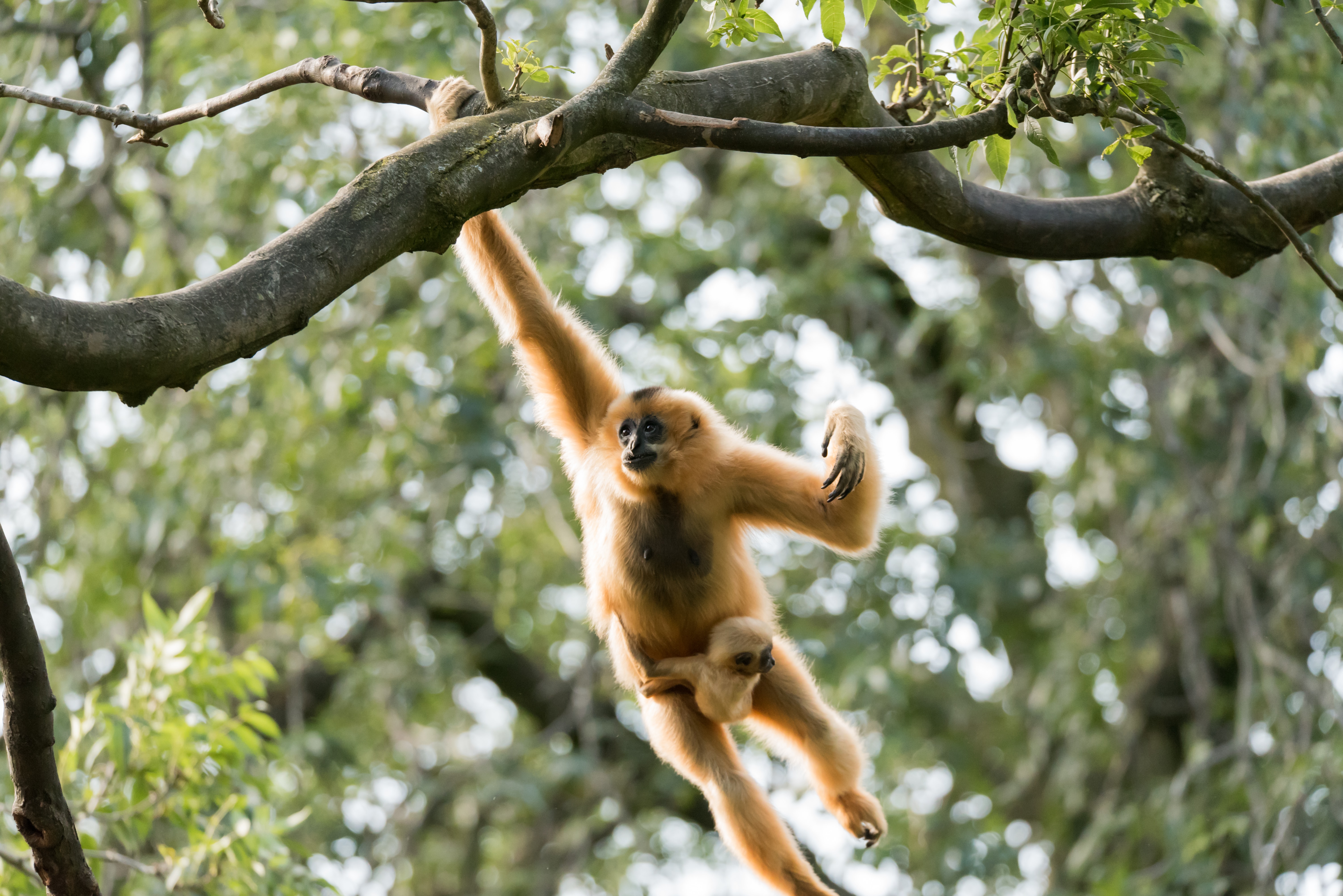 Mother and baby gibbon swinging in tree canopy