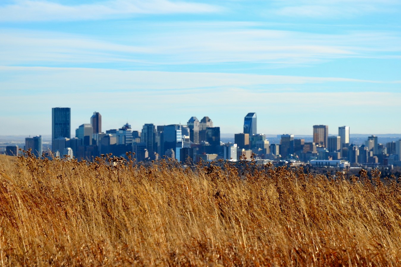 Skyline of Calgary with grass in foreground