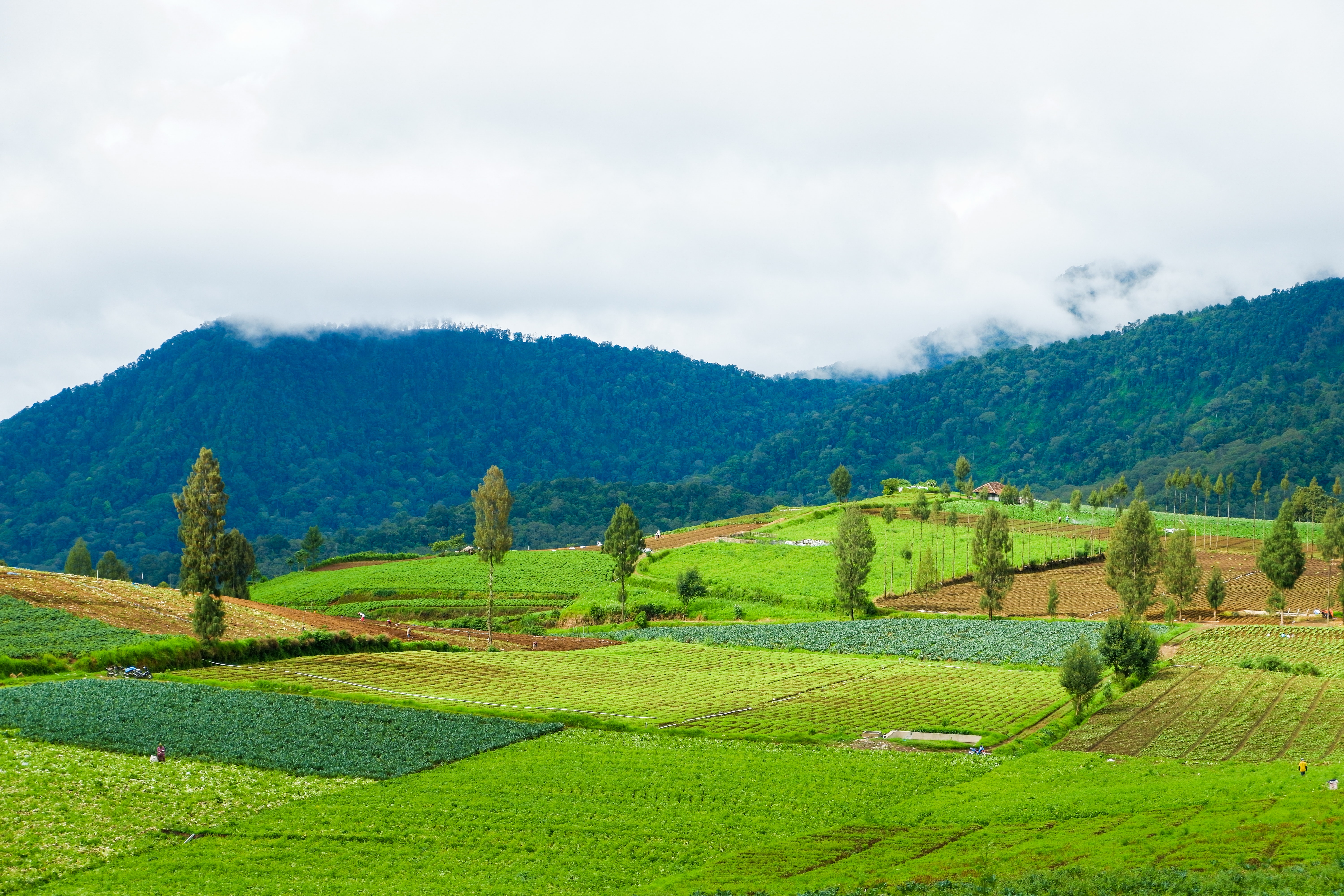 Cultivated land with forest mountains in background