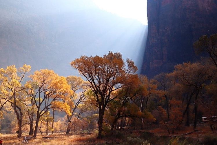 A cliff and tree in Arizona